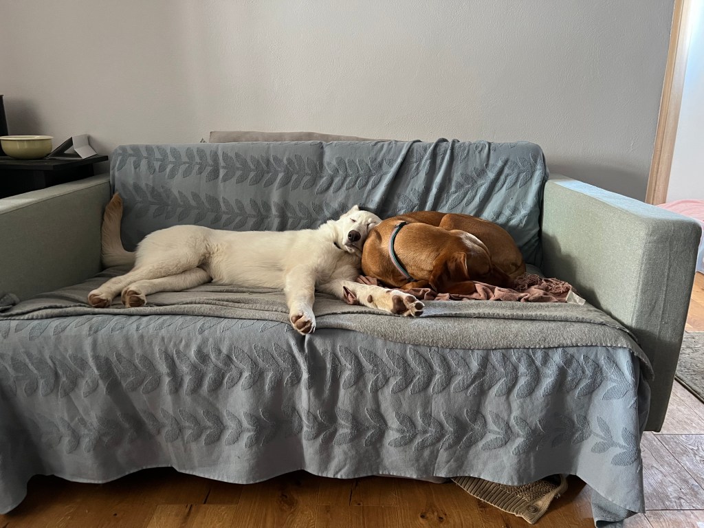 Dos maestras con 4&nbsp;patas