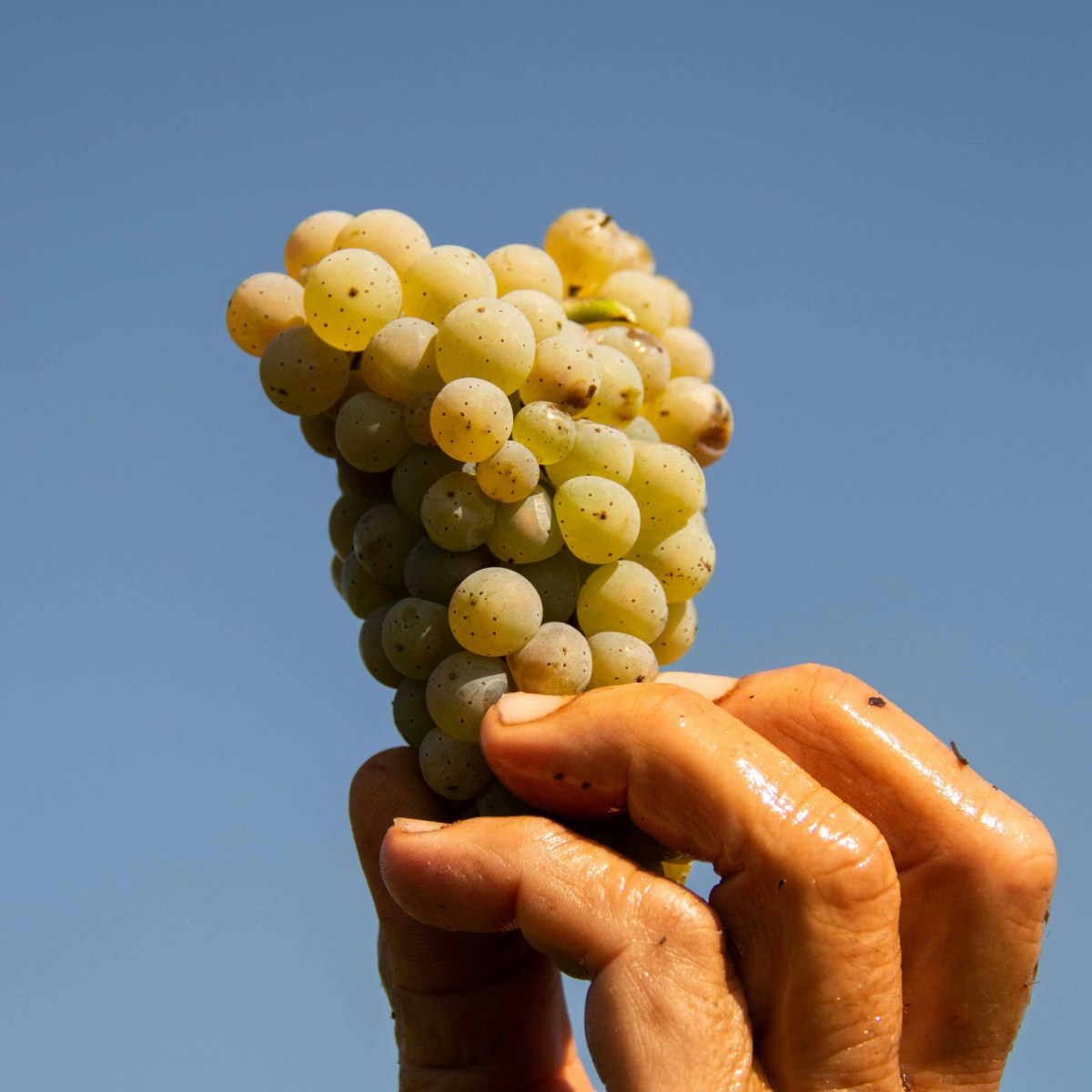 Una uva en el&nbsp;camino