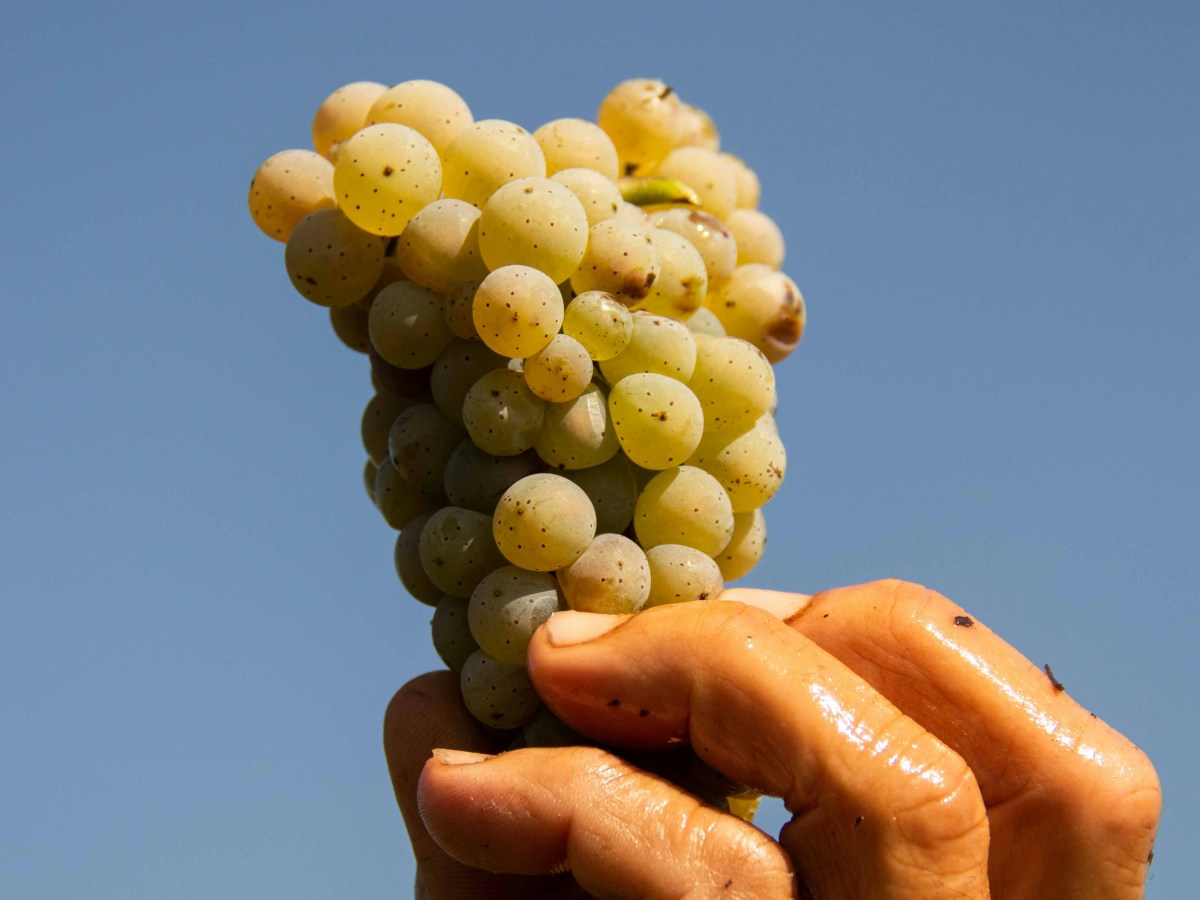 The grape on the&nbsp;road